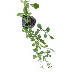 Vernonia Elaeagnifolia (Curtain Creeper)