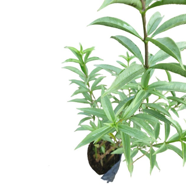 Allamanda Oenotherifolia 'Silver'