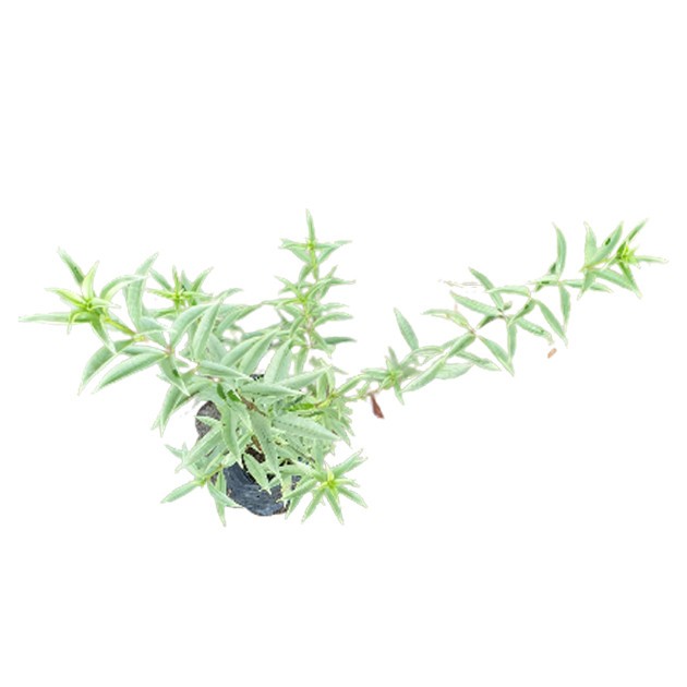 Allamanda Oenotherifolia 'Silver'