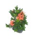 Ixora Dwarf Red