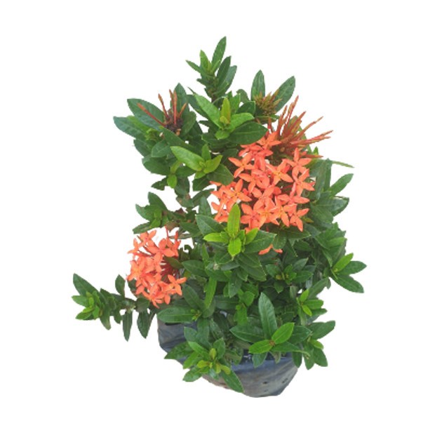 Ixora Dwarf Red