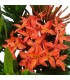 Ixora Dwarf Red