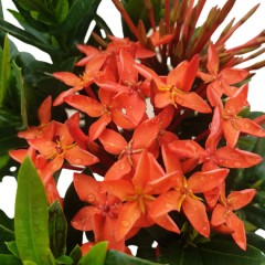 Ixora Dwarf Red