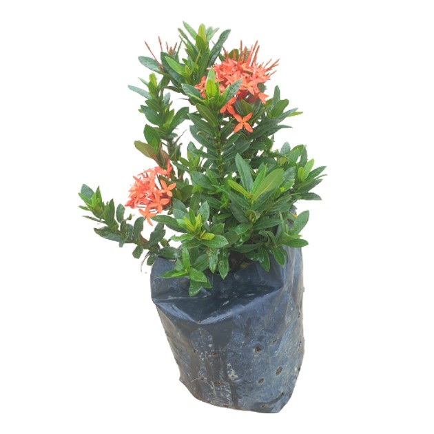 Ixora Dwarf Red