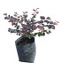 Loropetalum Chinense (Chinese Fringe Flower)
