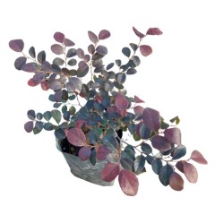 Loropetalum Chinense (Chinese Fringe Flower)