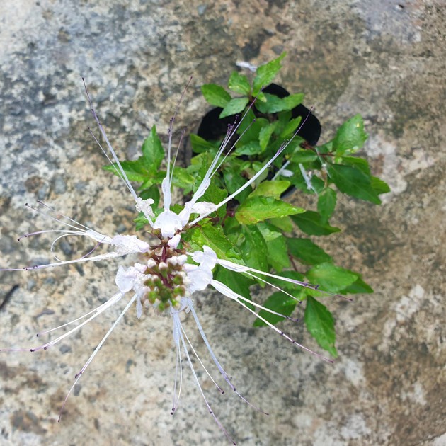 Orthosiphon Aristatus Purple