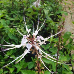 Orthosiphon Aristatus Purple