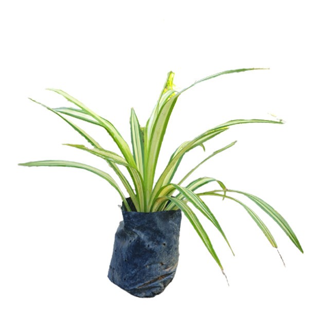 Pandanus Tectorius Parkinson ex Du Roi