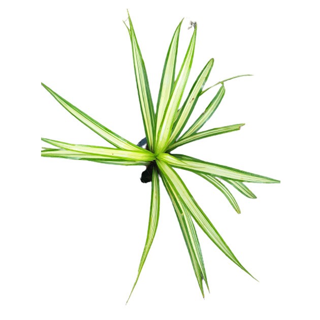 Pandanus Tectorius Parkinson ex Du Roi