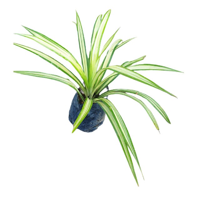 Pandanus Tectorius Parkinson ex Du Roi