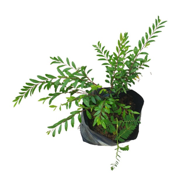 Phyllanthus Myrtifolius (Mousetail Plant)