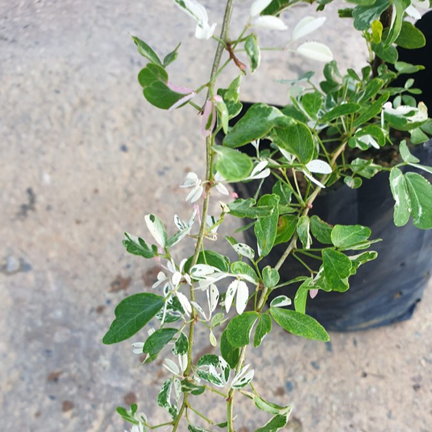 Pithecellobium Dulce Dwarf Variegated