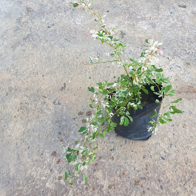 Pithecellobium Dulce Dwarf Variegated