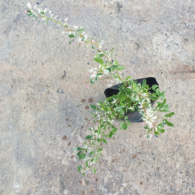 Pithecellobium Dulce Dwarf Variegated