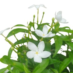 Tabernaemontana Divaricata Dwarf