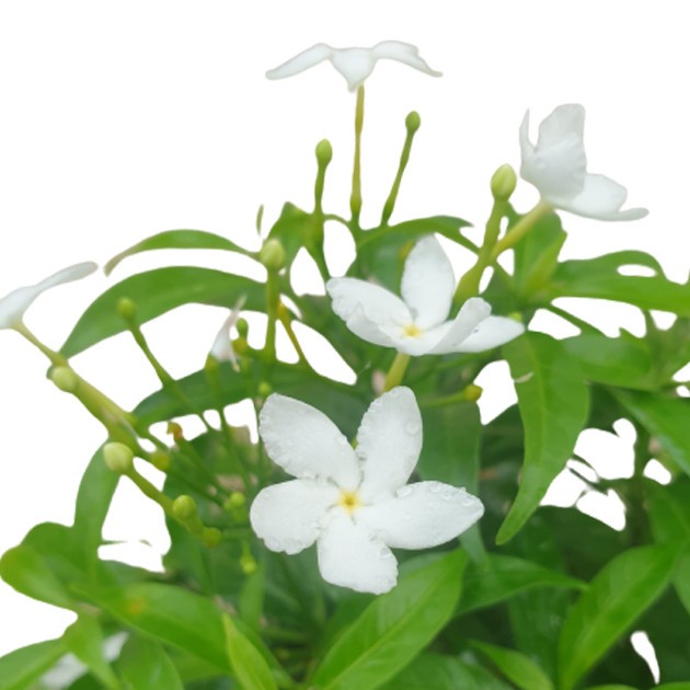 Tabernaemontana Divaricata Dwarf