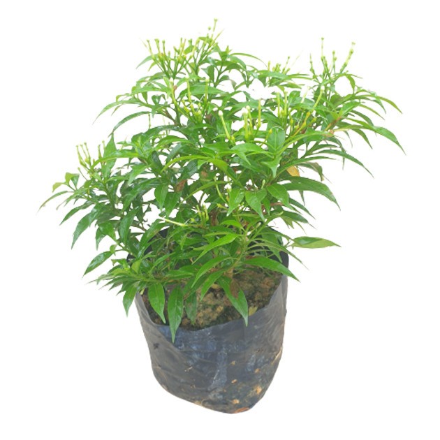 Tabernaemontana Divaricata Dwarf