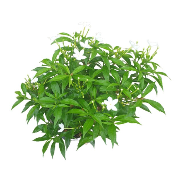 Tabernaemontana Divaricata Dwarf